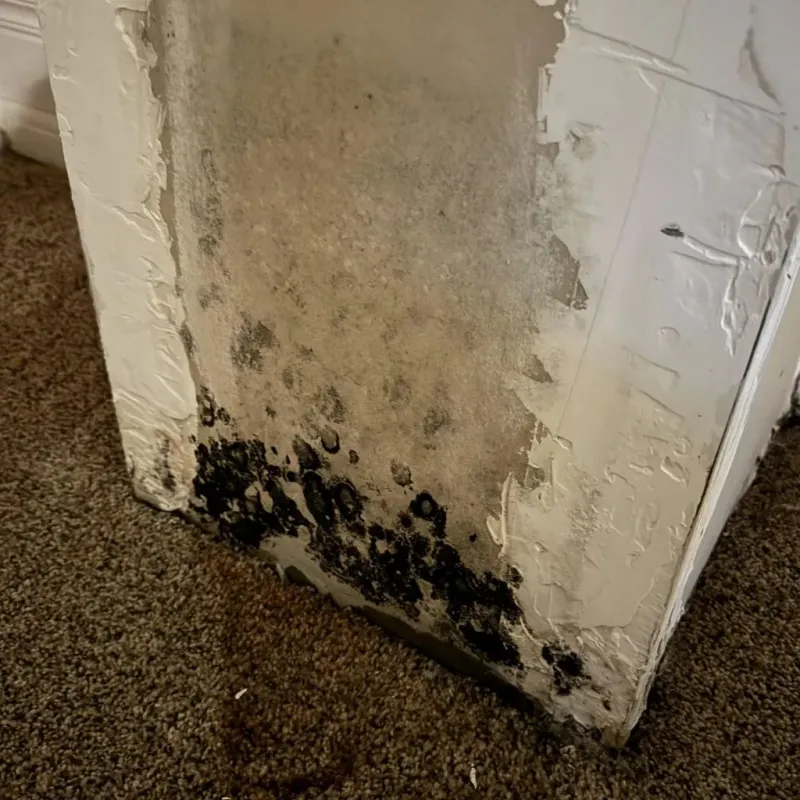 Professional Mold Removal in Loretto, TN